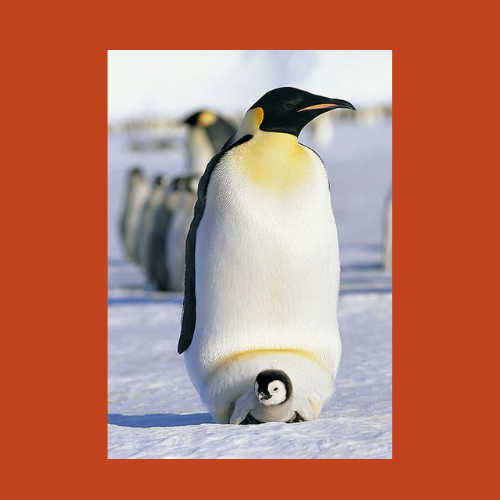 Especial día del Padre